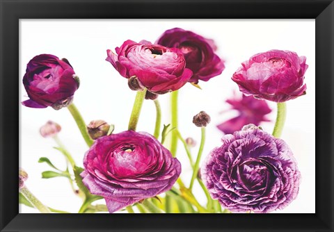 Framed Spring Ranunculus III Print