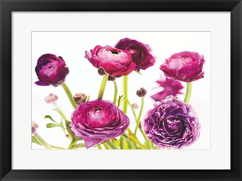 Framed Spring Ranunculus III Print