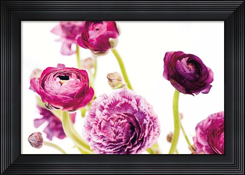 Framed Spring Ranunculus IV Print