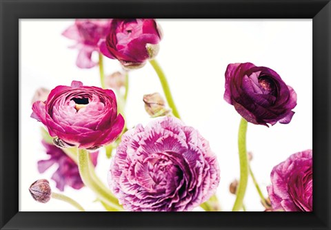 Framed Spring Ranunculus IV Print