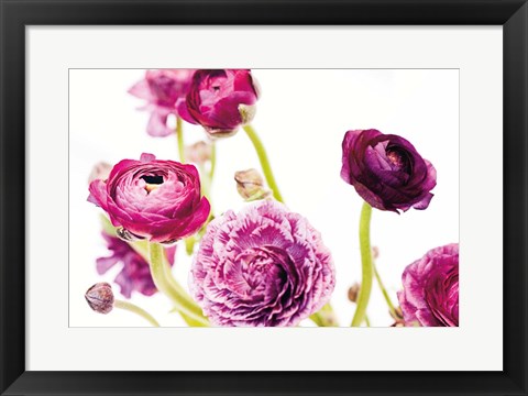 Framed Spring Ranunculus IV Print