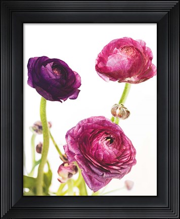 Framed Spring Ranunculus V Print