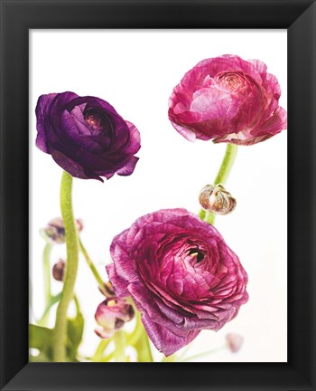 Framed Spring Ranunculus V Print