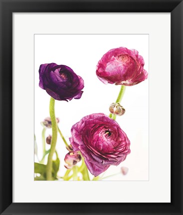 Framed Spring Ranunculus V Print