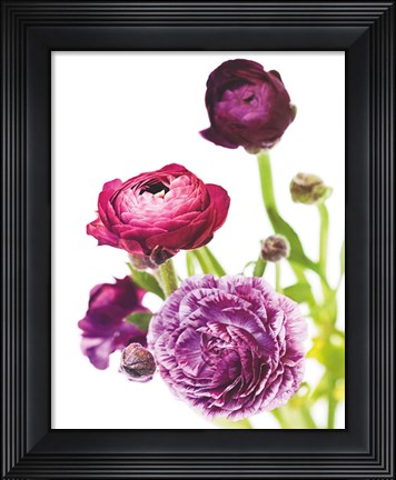Framed Spring Ranunculus VI Print