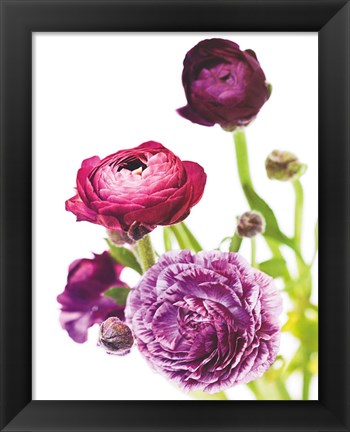 Framed Spring Ranunculus VI Print