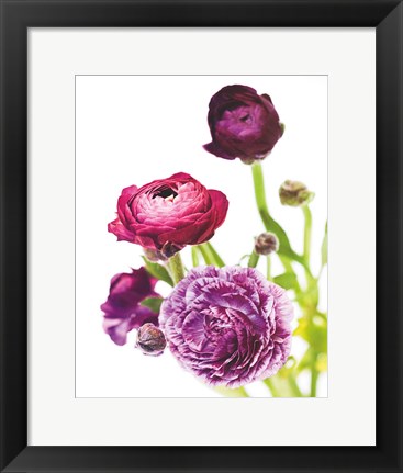 Framed Spring Ranunculus VI Print