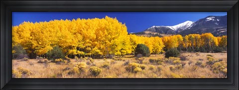 Framed Golden Aspen Trees, Colorado Print