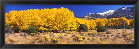 Framed Golden Aspen Trees, Colorado Print