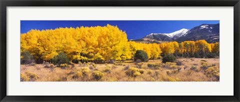 Framed Golden Aspen Trees, Colorado Print