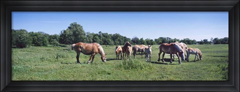 Framed Belgium horses in a Minnesota field Print