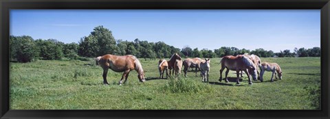 Framed Belgium horses in a Minnesota field Print