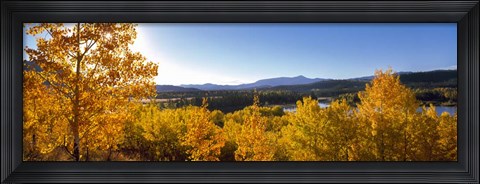 Framed Trees at Oxbow Bend, Grand Teton National Park, Wyoming Print