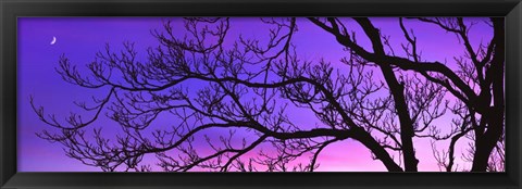 Framed Tree at Dusk, Purple Sky Print