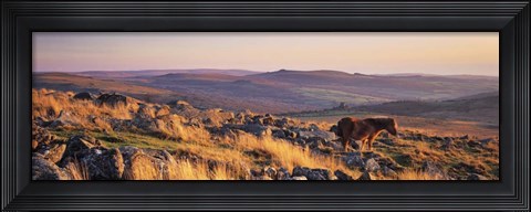 Framed Pony at Staple Tor, Devon, England Print
