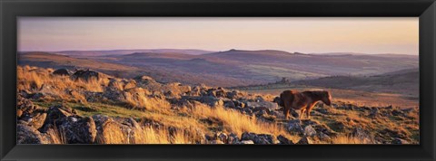 Framed Pony at Staple Tor, Devon, England Print