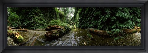 Framed Fern Canyon, Redwood National Park Print