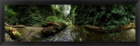 Framed Fern Canyon, Redwood National Park Print