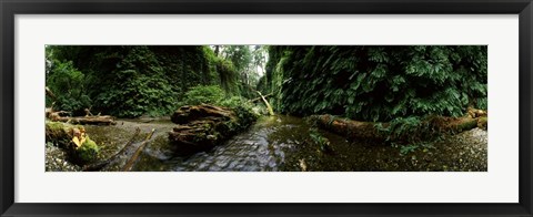 Framed Fern Canyon, Redwood National Park Print