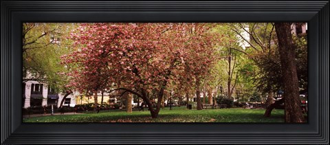 Framed Cherry blossom in  Madison Square Park, New York Print