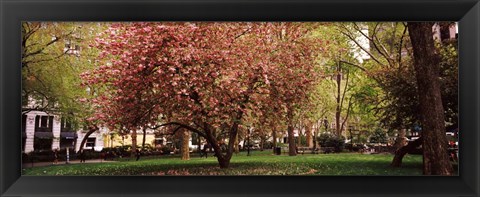 Framed Cherry blossom in  Madison Square Park, New York Print
