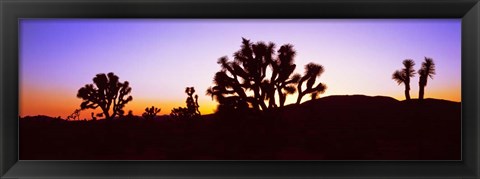 Framed Joshua Tree National Park, California Print