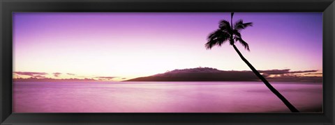 Framed Palm Tree on Purple, Maui, Hawaii Print