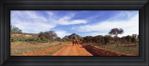 Framed Elephant in Tsavo East National Park, Kenya Print