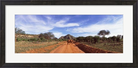 Framed Elephant in Tsavo East National Park, Kenya Print