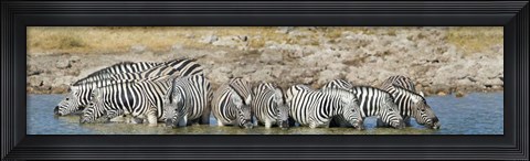 Framed Burchell&#39;s Zebras, Etosha National Park, Namibia Print