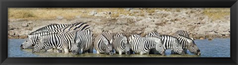 Framed Burchell&#39;s Zebras, Etosha National Park, Namibia Print