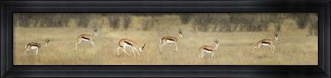 Framed Springbok, Etosha National Park, Namibia Print