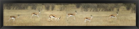 Framed Springbok, Etosha National Park, Namibia Print