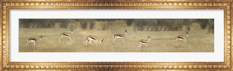Framed Springbok, Etosha National Park, Namibia Print