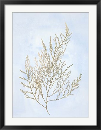 Framed Gold Foil Algae II on Blue - Metallic Foil Print