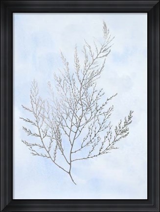 Framed Silver Foil Algae II on Blue - Metallic Foil Print