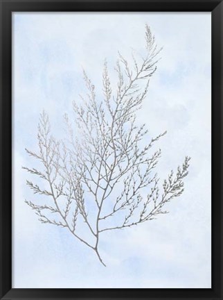 Framed Silver Foil Algae II on Blue - Metallic Foil Print