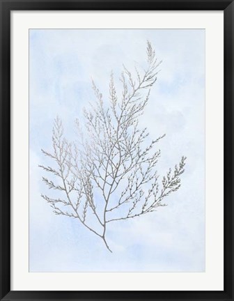 Framed Silver Foil Algae II on Blue - Metallic Foil Print