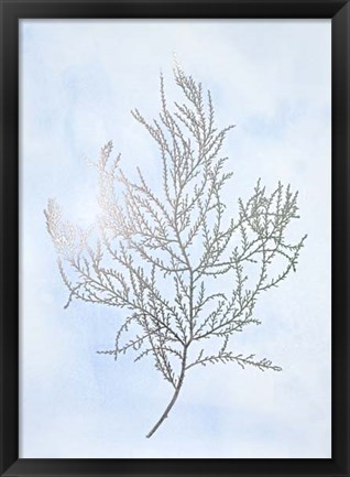 Framed Silver Foil Algae III on Blue - Metallic Foil Print