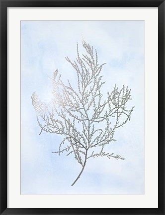 Framed Silver Foil Algae III on Blue - Metallic Foil Print