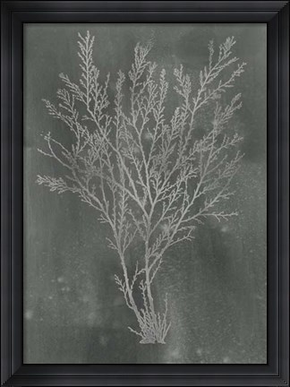 Framed Silver Foil Algae I on Black - Metallic Foil Print