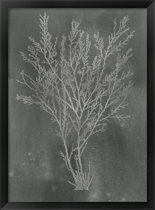 Framed Silver Foil Algae I on Black - Metallic Foil Print