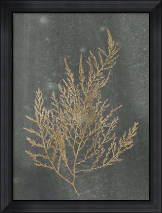 Framed Gold Foil Algae II on Black - Metallic Foil Print