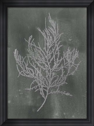 Framed Silver Foil Algae III on Black - Metallic Foil Print