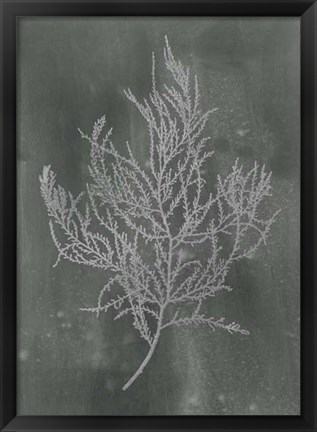 Framed Silver Foil Algae III on Black - Metallic Foil Print