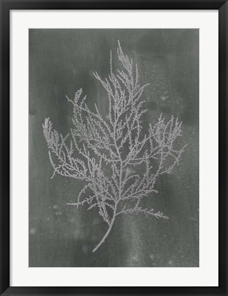Framed Silver Foil Algae III on Black - Metallic Foil Print