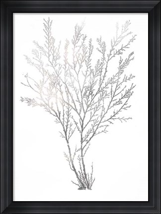 Framed Silver Foil Algae I - Metallic Foil Print