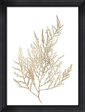 Framed Gold Foil Algae II - Metallic Foil Print