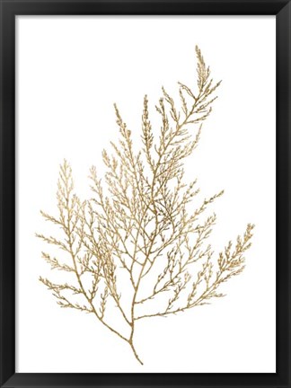 Framed Gold Foil Algae II - Metallic Foil Print