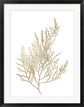 Framed Gold Foil Algae II - Metallic Foil Print